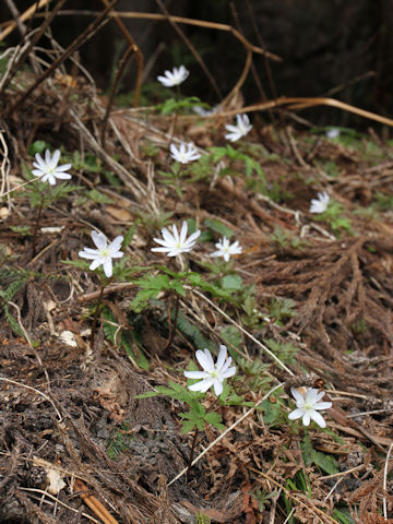 Anemone pseudo-altaica