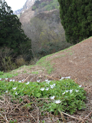 Anemone pseudo-altaica