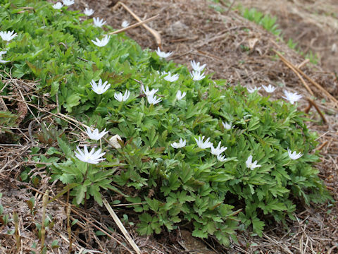 Anemone pseudo-altaica