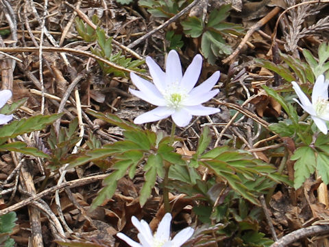 Anemone pseudo-altaica