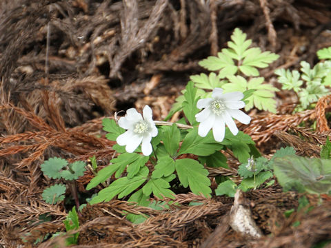 Anemone pseudo-altaica