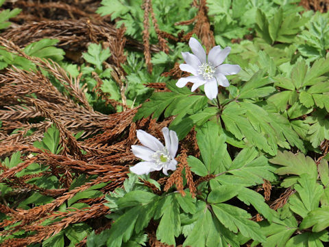 Anemone pseudo-altaica