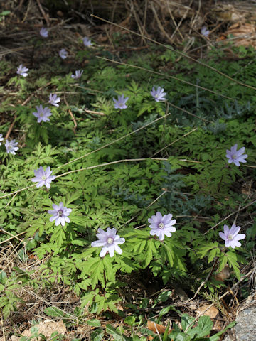 Anemone pseudo-altaica