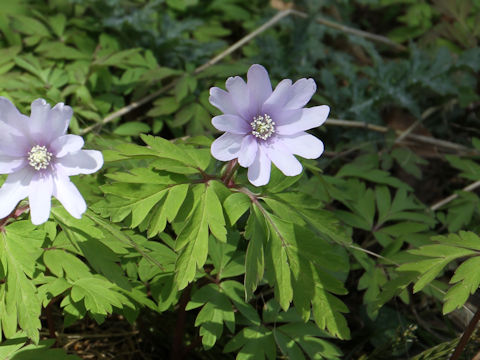 Anemone pseudo-altaica