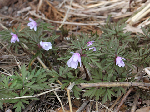 Anemone pseudo-altaica