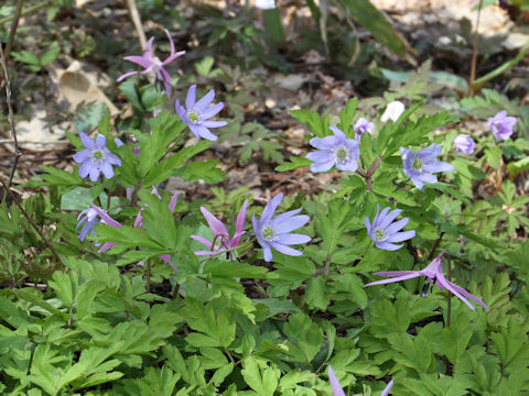 Anemone pseudo-altaica