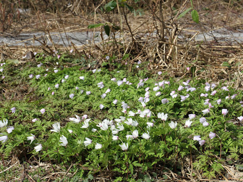 Anemone pseudo-altaica