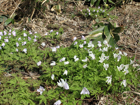 Anemone pseudo-altaica