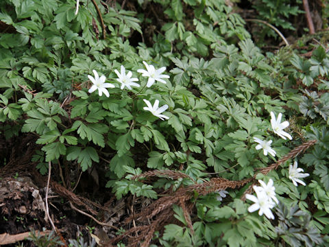 Anemone pseudo-altaica