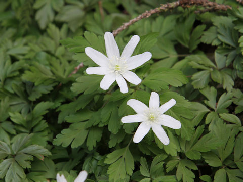 Anemone pseudo-altaica