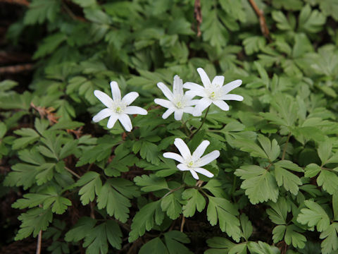 Anemone pseudo-altaica