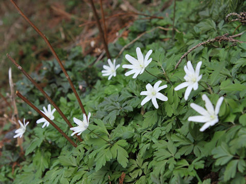 Anemone pseudo-altaica