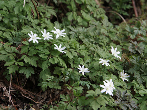 Anemone pseudo-altaica