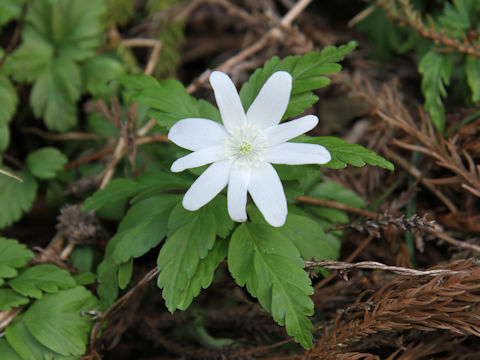 Anemone pseudo-altaica