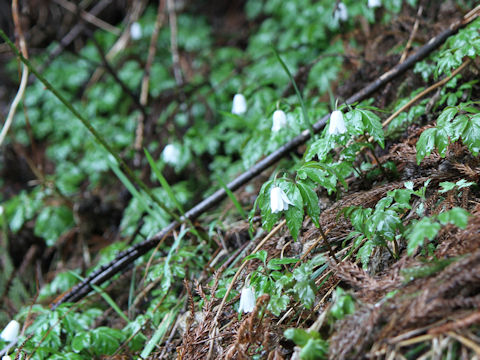 Anemone pseudo-altaica