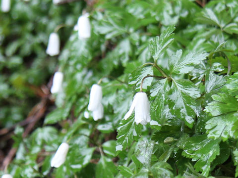 Anemone pseudo-altaica