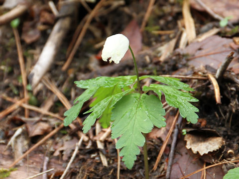 Anemone pseudo-altaica