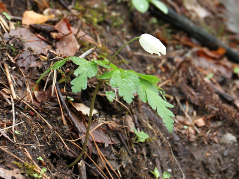 Anemone pseudo-altaica