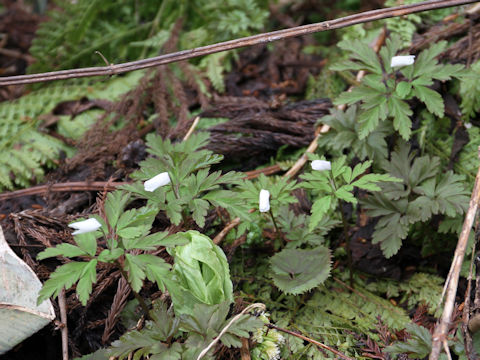 Anemone pseudo-altaica