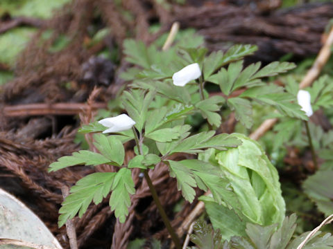 Anemone pseudo-altaica