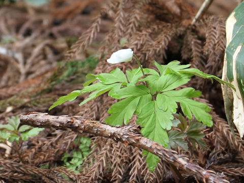 Anemone pseudo-altaica