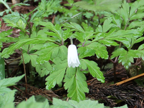 Anemone pseudo-altaica