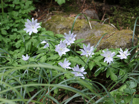 Anemone pseudo-altaica