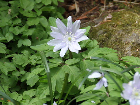 Anemone pseudo-altaica