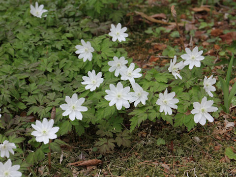 Anemone pseudo-altaica