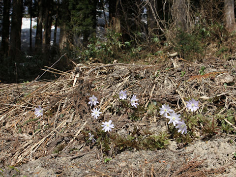 Anemone pseudo-altaica