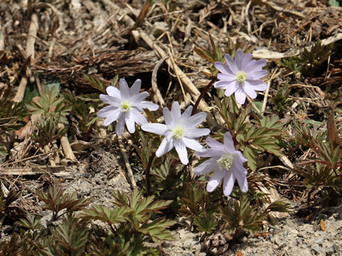 Anemone pseudo-altaica