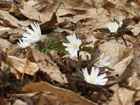 Anemone pseudo-altaica