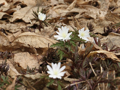 Anemone pseudo-altaica