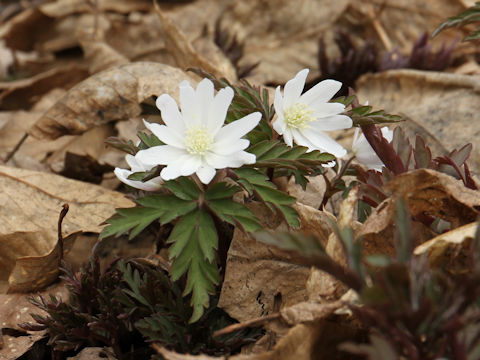 Anemone pseudo-altaica