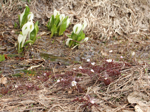 Anemone pseudo-altaica