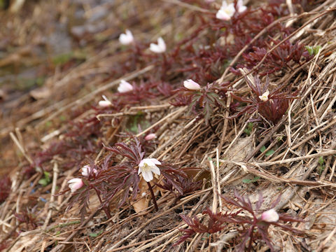 Anemone pseudo-altaica