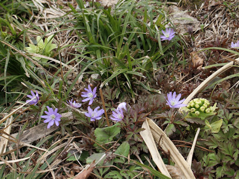 Anemone pseudo-altaica