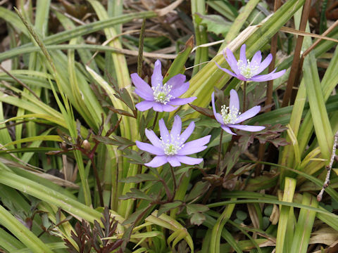 Anemone pseudo-altaica