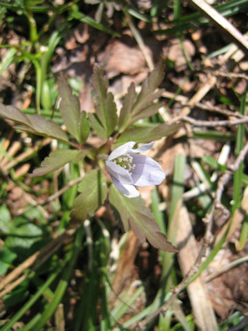 Anemone pseudo-altaica