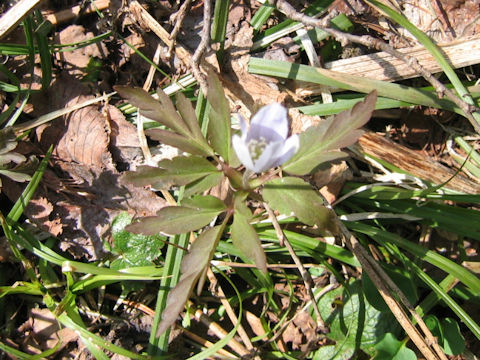 Anemone pseudo-altaica