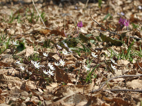 Anemone pseudo-altaica