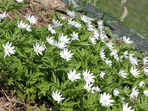 Anemone pseudo-altaica