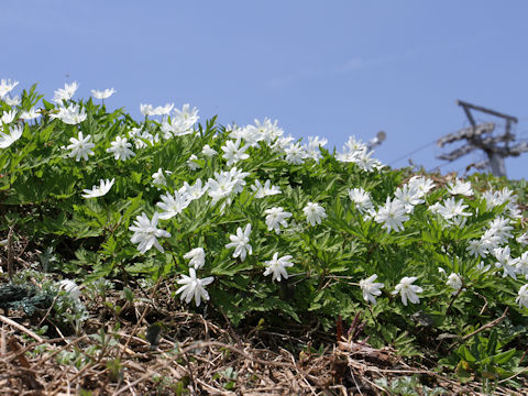 Anemone pseudo-altaica