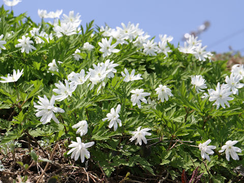 Anemone pseudo-altaica