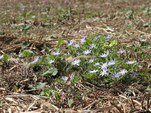 Anemone pseudo-altaica