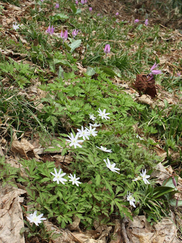 Anemone pseudo-altaica