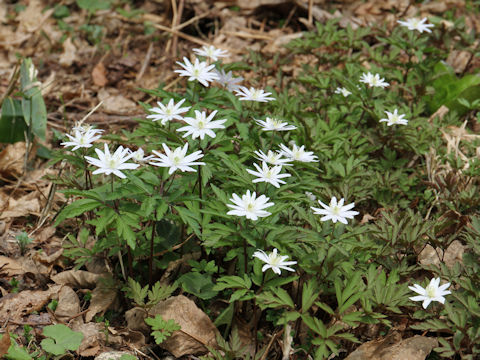 Anemone pseudo-altaica