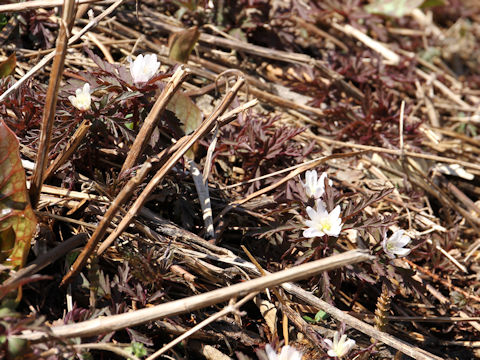 Anemone pseudo-altaica