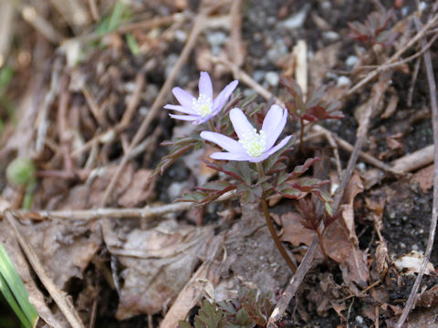 Anemone pseudo-altaica