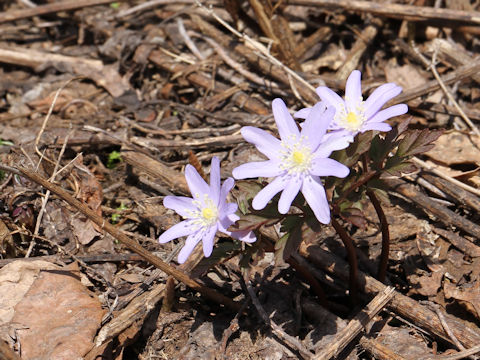 Anemone pseudo-altaica